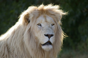 White Lion Portrait
