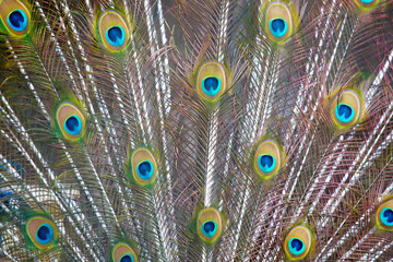 Obraz premium Peacock's tail