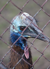 Ostrich