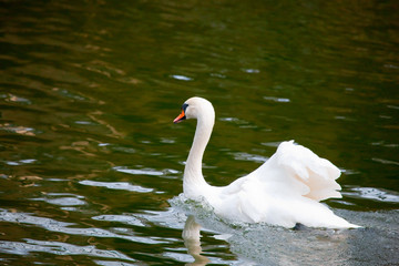 Young swan