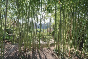 Obraz premium bambous