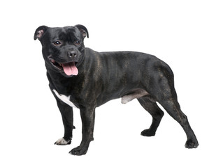 Obraz premium Staffordshire Bull Terrier ()