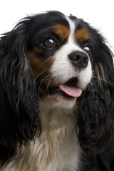 Cavalier King Charles (10 months)
