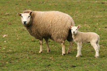 Mother sheep and little lamb looking at you