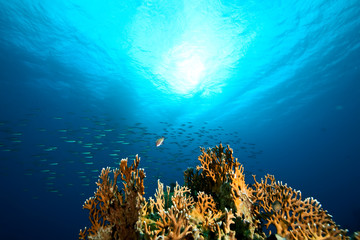 Fototapeta na wymiar ocean,sun and fish