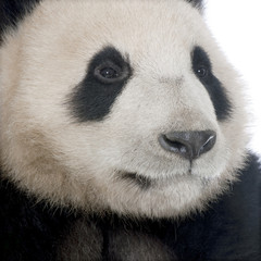 Fototapeta premium Giant Panda (18 months) - Ailuropoda melanoleuca