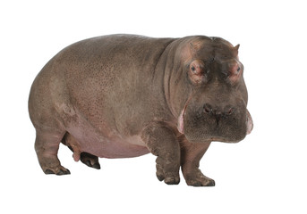 Hippopotamus - Hippopotamus amphibius ( 30 years)