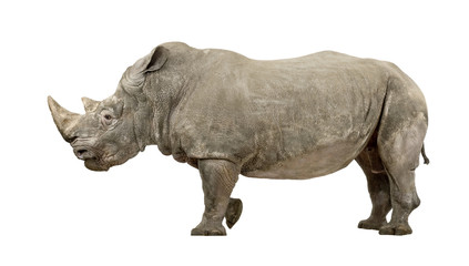 Fototapeta premium White Rhinoceros - Ceratotherium simum ( +/- 10 years)