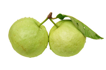 twin guava