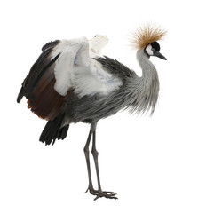 Grey Crowned Crane - Balearica regulorum (18 months)