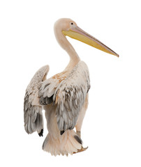 White Pelican - Pelecanus onocrotalus (18 months)