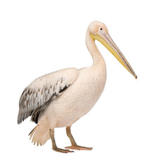 White Pelican - Pelecanus onocrotalus (18 months)