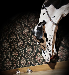 Great dane looking at a mouse coming out of her hole