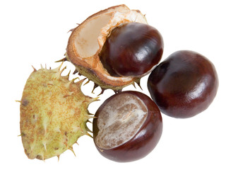 The great English Conker (Horse Chestnut)