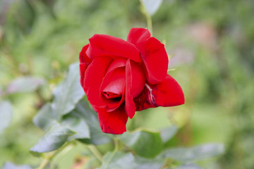 Rote Rose