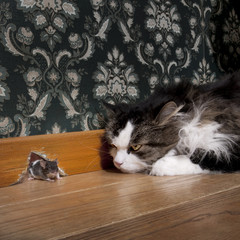 Cat staring at a mouse coming out of her hole