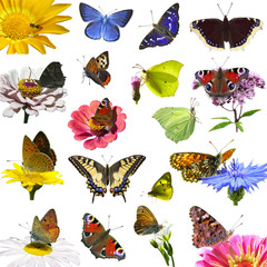isolated spring butterflies and wildflowers