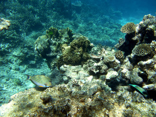 Striped surgeonfish and corals at the Great Barrier Reef