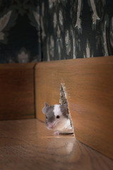 mouse coming out of her hole in a luxury old-fashioned room 