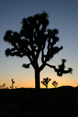 Silhouettes of  a large Joshua tree (Yucca brevifolia) at sunset