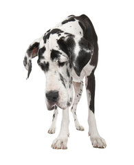 harlequin Great Dane (4 years)