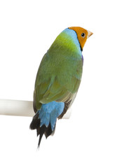 Gouldian Finch - Erythrura gouldiae