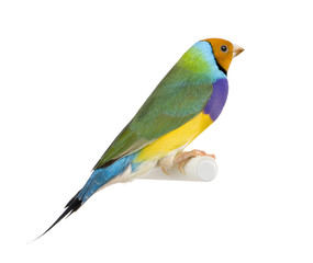 Gouldian Finch - Erythrura gouldiae