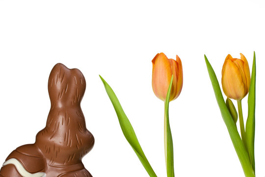 Schokoladen-Osterhase von hinten und Tulpen isoliert auf weiß