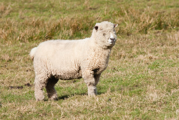 Ryedale sheep
