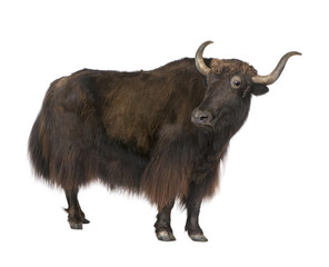 Yak