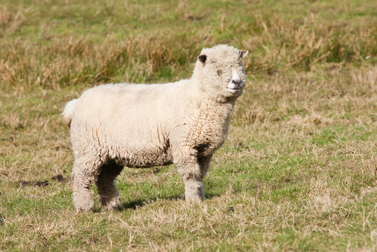 Ryedale Sheep