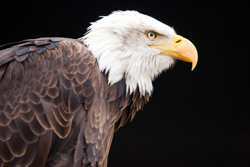 Obraz premium Weisskopfseeadler, Haliaeetus leucocephalus