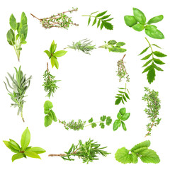 Herb Leaf Abstract