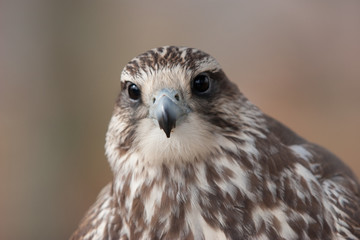 Sakerfalke, falco cherrug