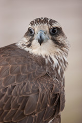 Sakerfalke, falco cherrug