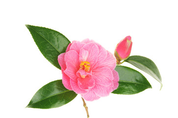 Camellia flower and bud