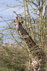 Masai Giraffe