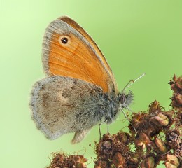 Coenonympha pamphilus