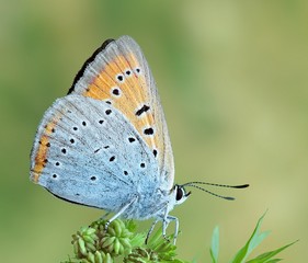 Fototapeta premium Chrysophanus dispar rutilus