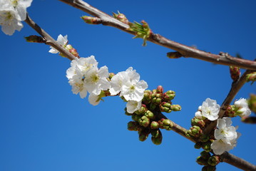 Cherry Tree/Flower with Blue Sky