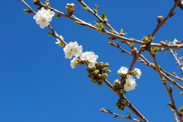 Cherry Tree/Flower with Blue Sky Background