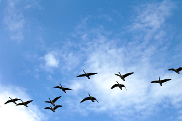 Background with Canadian Geese