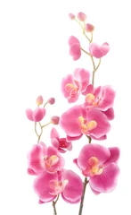 Türaufkleber Orchidee Rosa Orchidee auf weißem Hintergrund