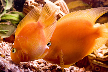 Beautiful parrotfish in aquarium