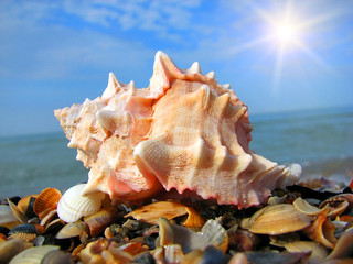 Obraz na płótnie Canvas Sea shell on the coast