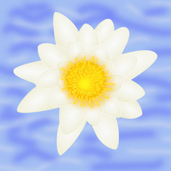 weiße Seerose / white water lily