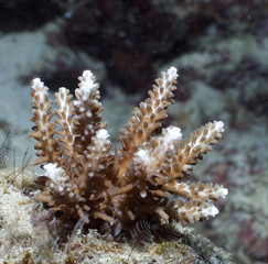 Coral