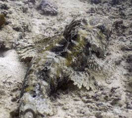 Crocodile-fish