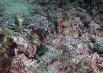 Crocodile-fish
