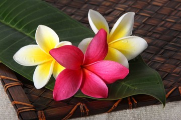 White And Pink Frangiapani Flowers